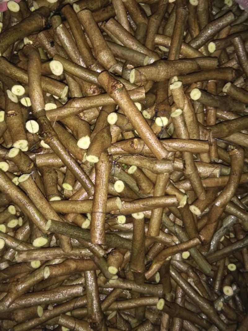 葛根苗发芽率保证，保证质量