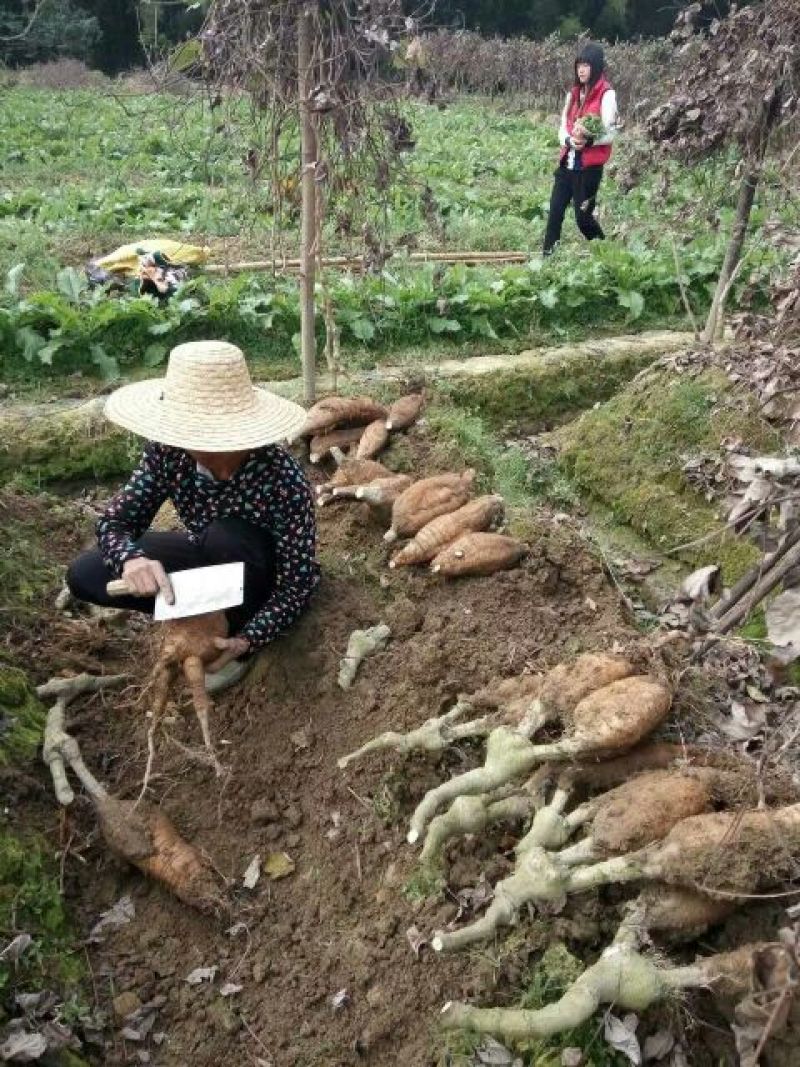 葛根苗发芽率保证，保证质量