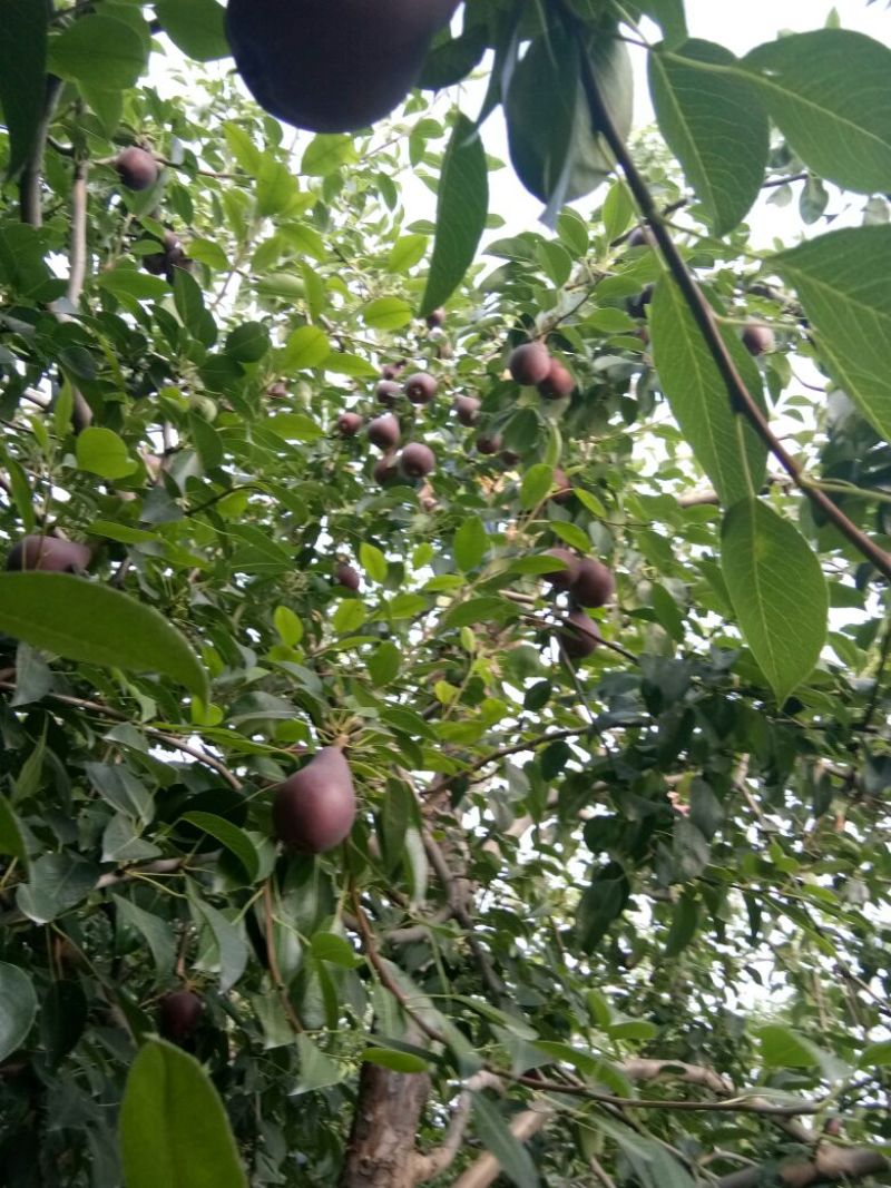 红梨光果