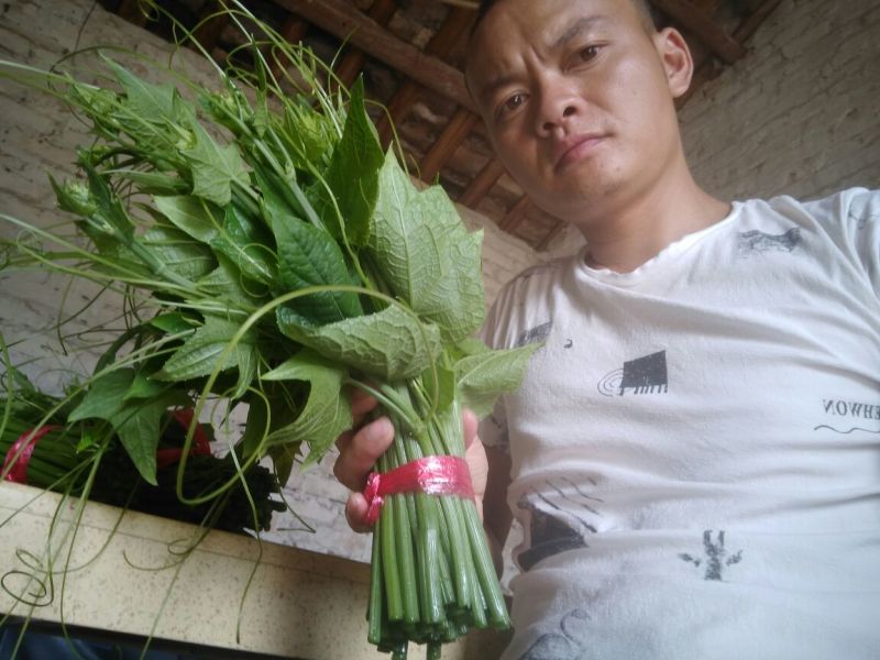 龙须菜嫩