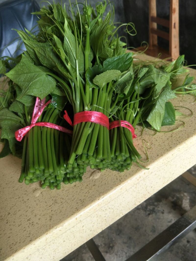 龙须菜嫩