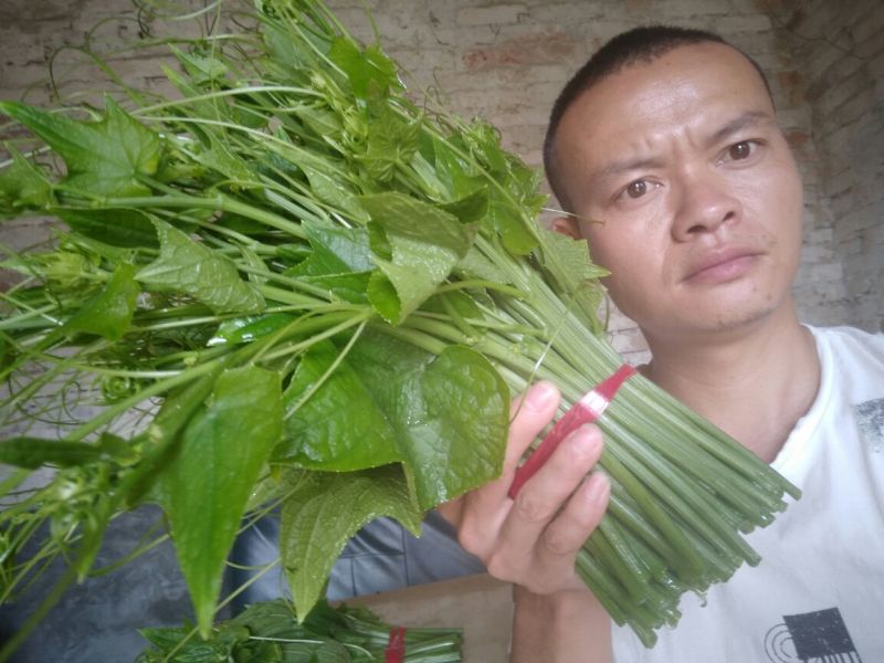 龙须菜嫩