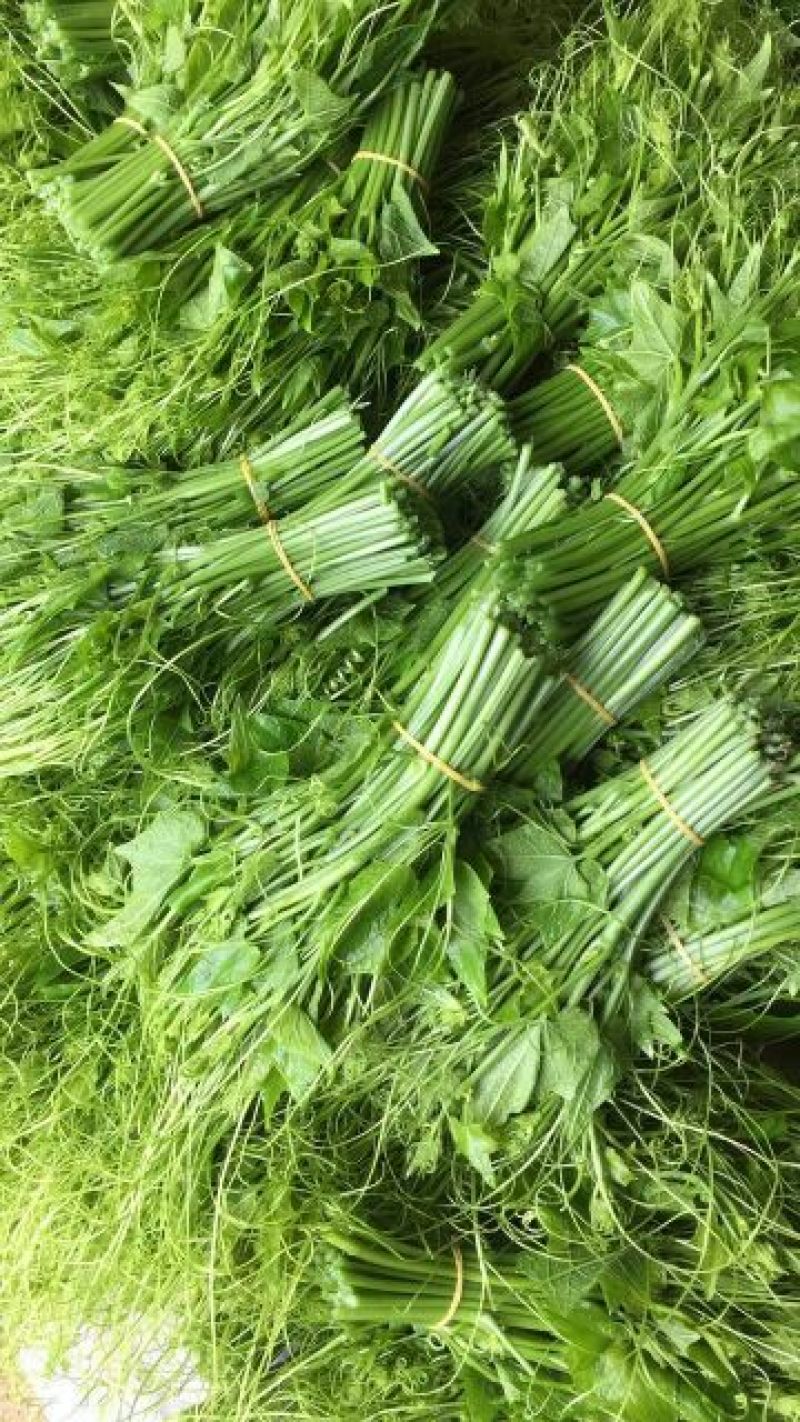 龙须菜嫩
