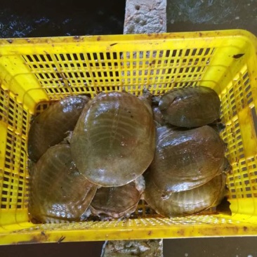 黄沙鳖