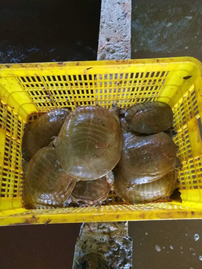 黄沙鳖