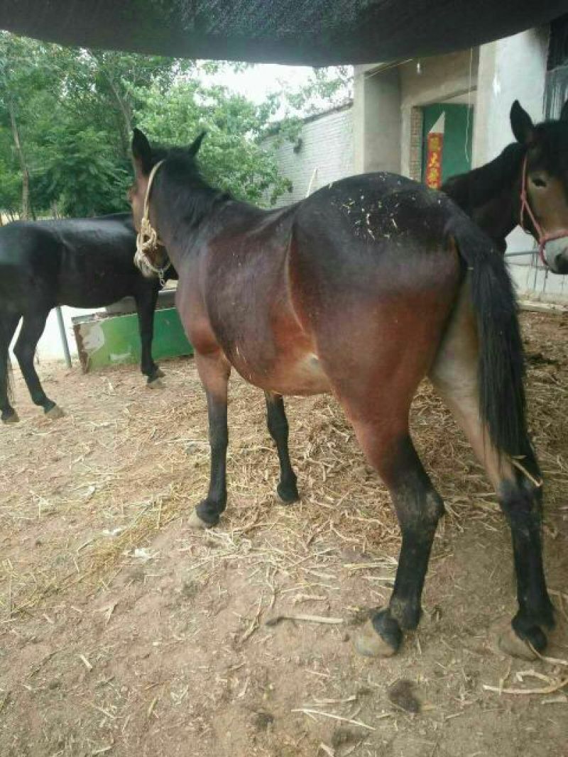 马骡100~200kg