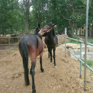 马骡100~200kg