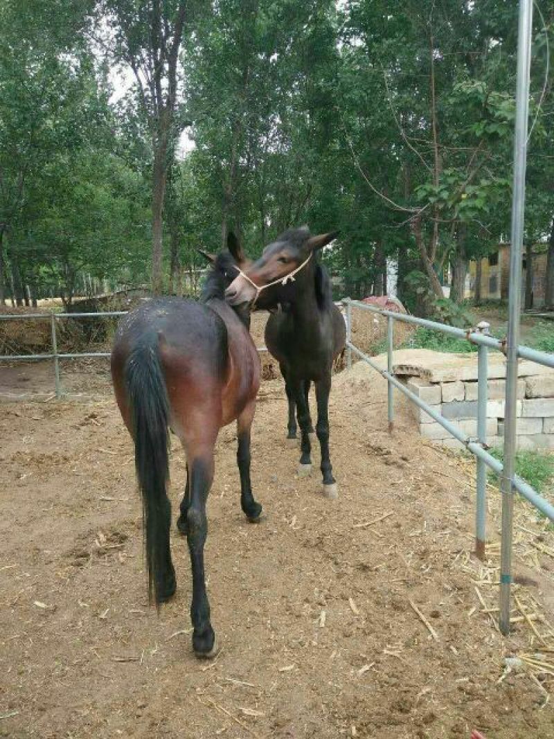 马骡100~200kg