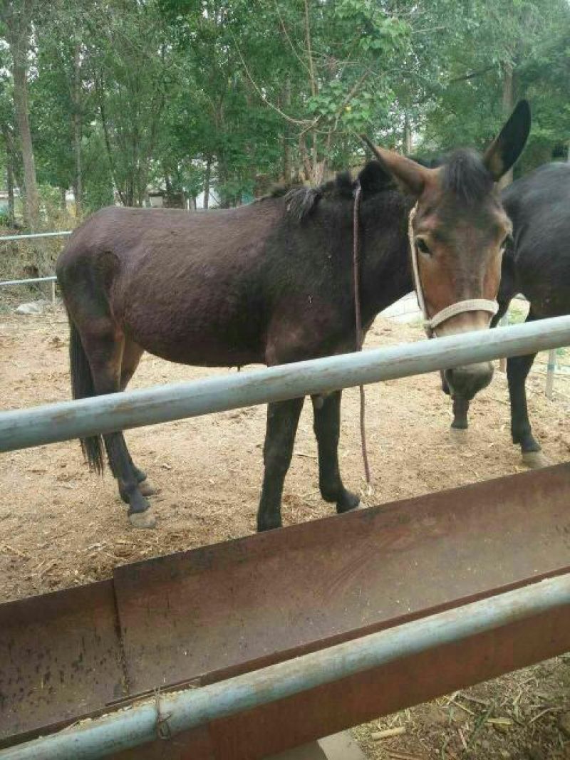 马骡100~200kg