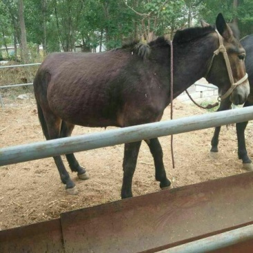 马骡200~300kg
