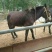 马骡200~300kg