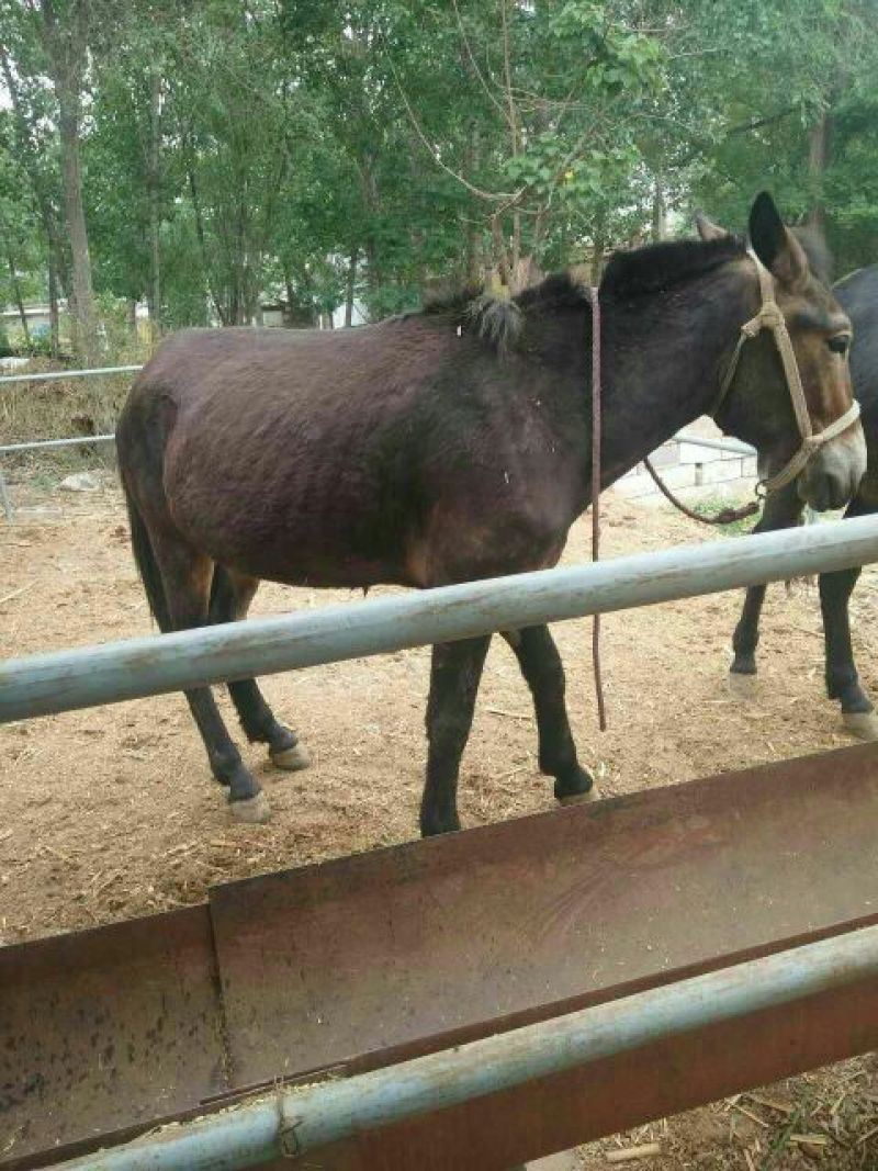 马骡200~300kg