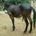 马骡200~300kg