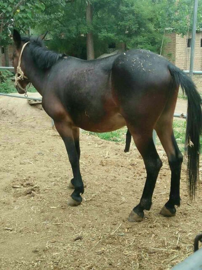 马骡200~300kg