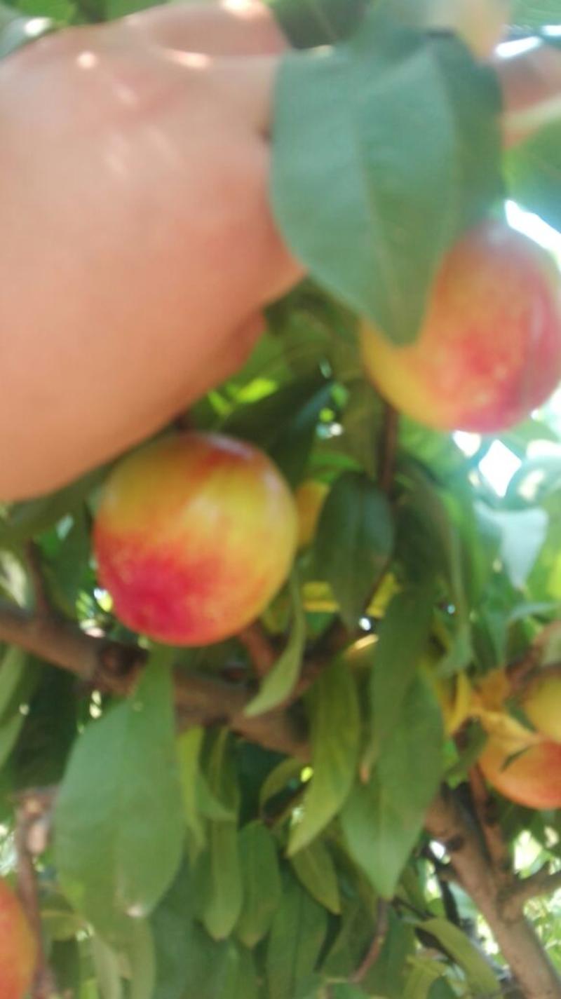 红桃45mm以上毛桃，油桃，小白桃，大量下树