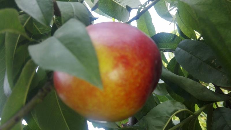 红桃45mm以上毛桃，油桃，小白桃，大量下树