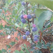 南高丛蓝莓鲜果4~6mm以上