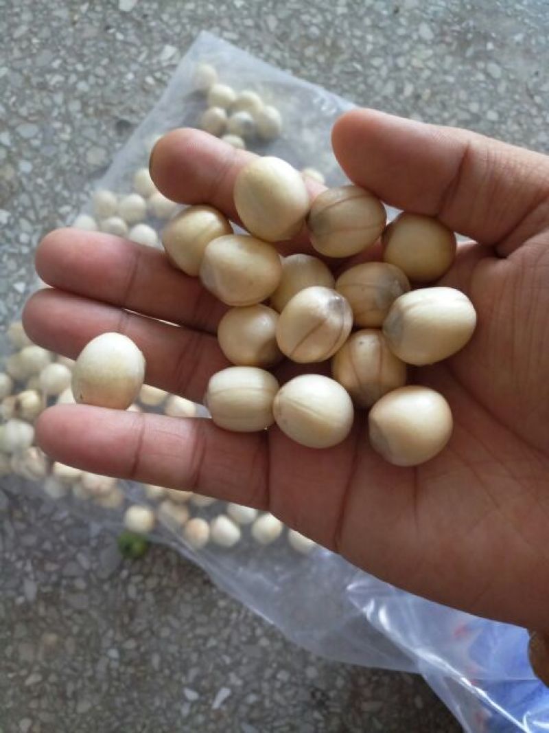 红莲子特级鲜莲子
