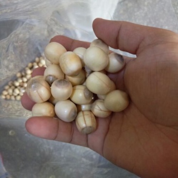 红莲子特级鲜莲子
