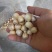 红莲子特级鲜莲子