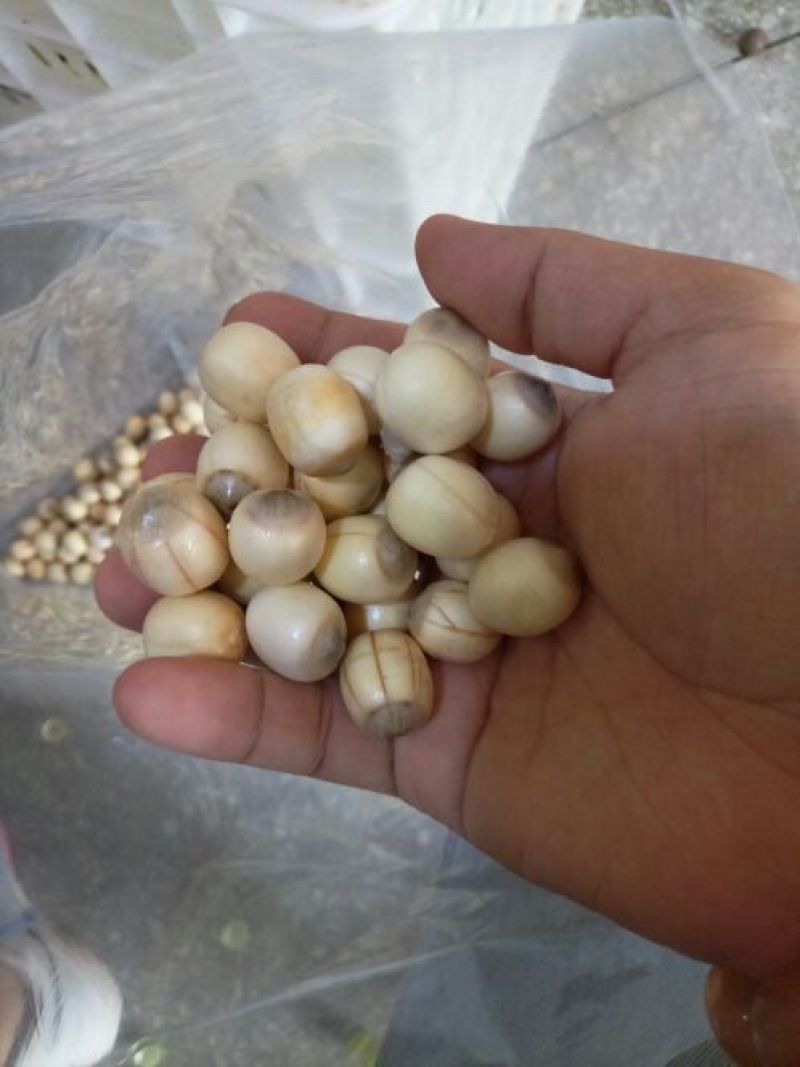 红莲子特级鲜莲子