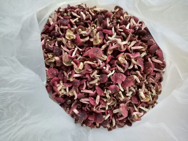 大红菌一级