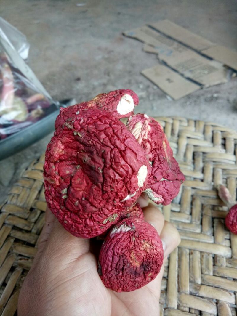 大红菌一级