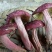 大红菌一级