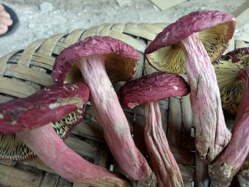 大红菌一级