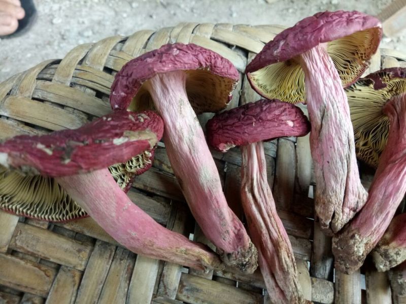 大红菌一级