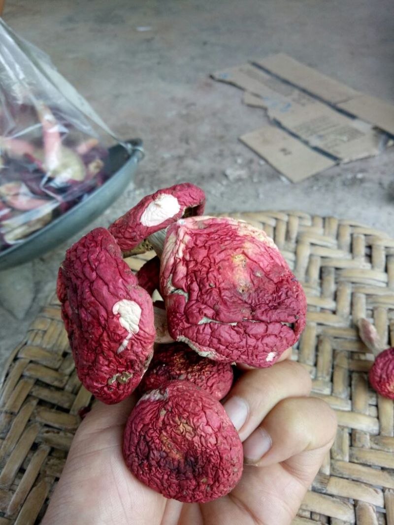大红菌一级