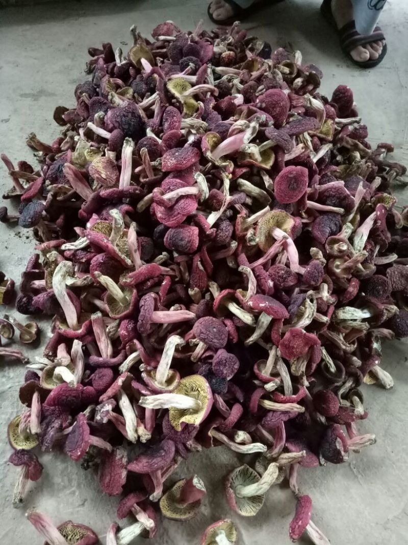 大红菌一级
