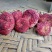 大红菌一级