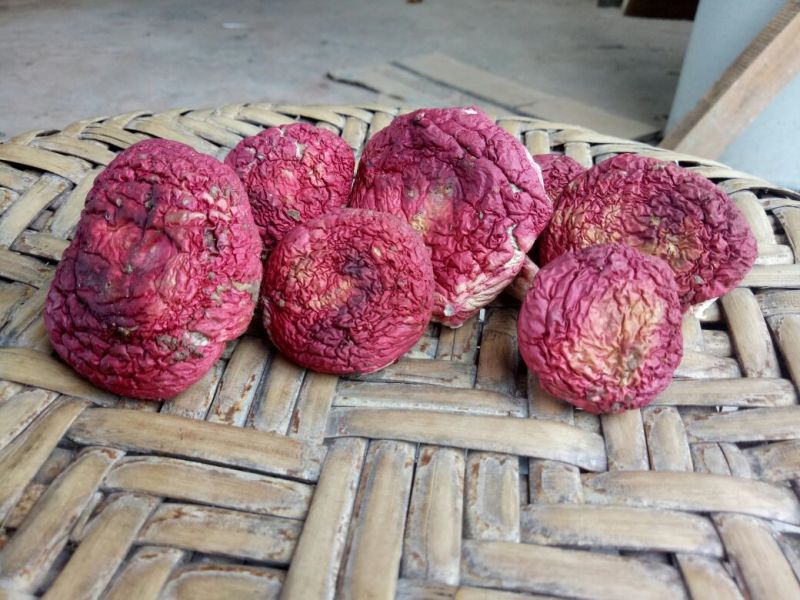大红菌一级