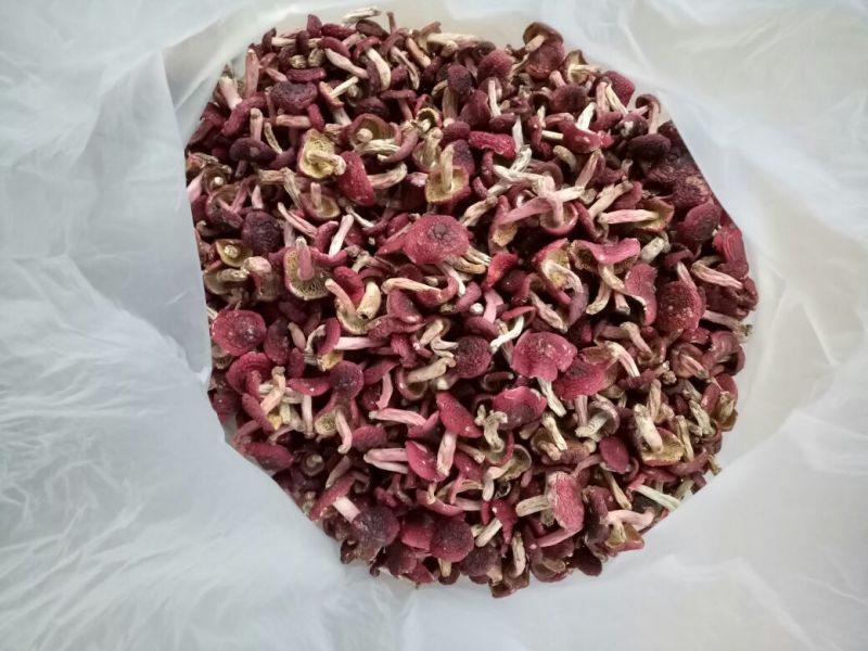 大红菌一级