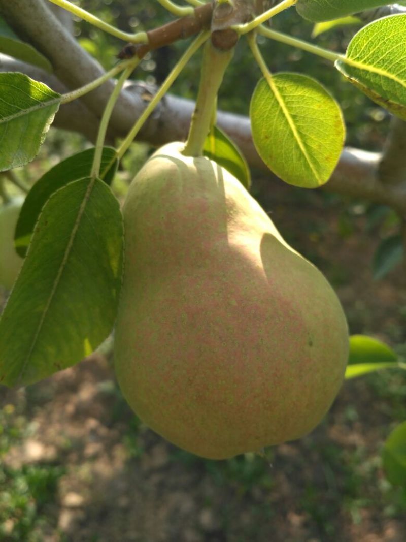 葫芦梨 200~250g 光果