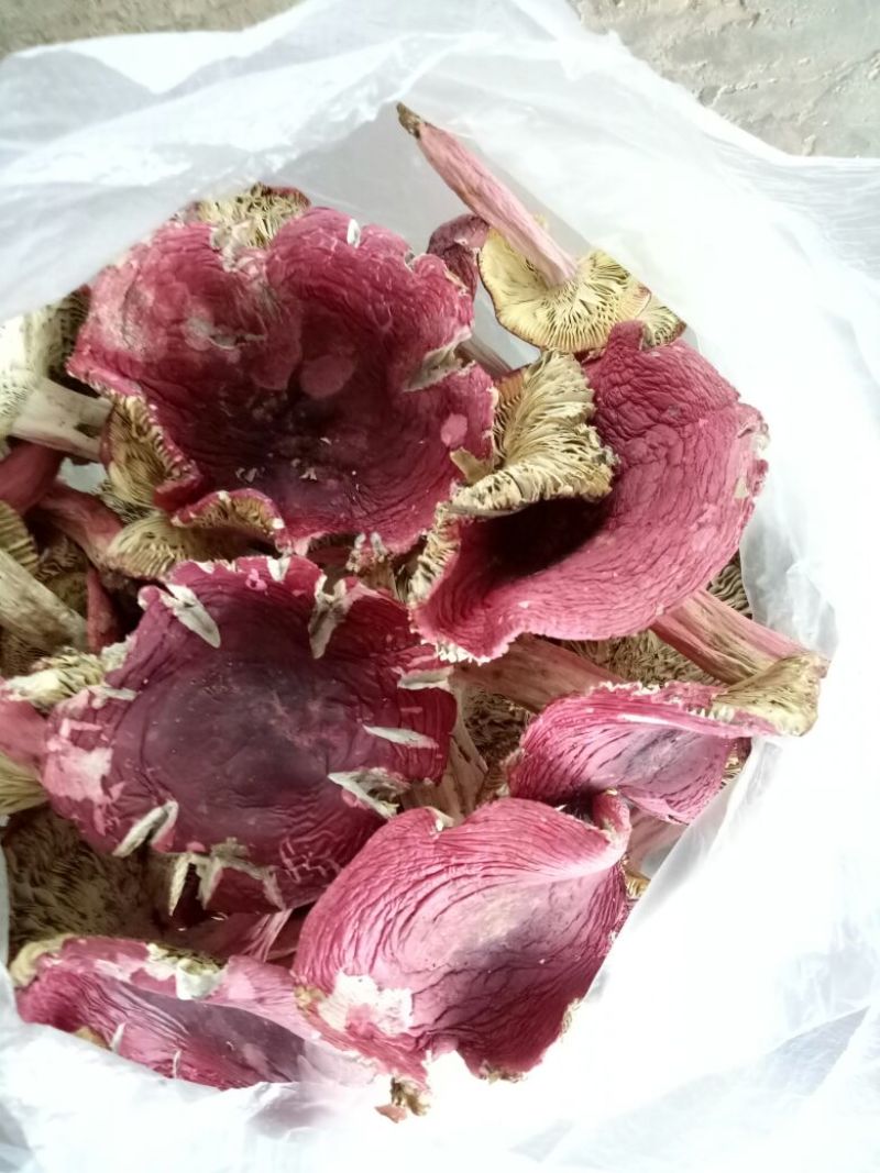 大红菌二级