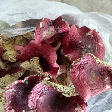 大红菌二级