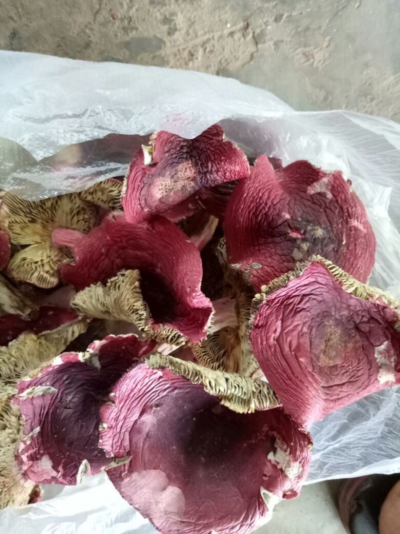 大红菌二级