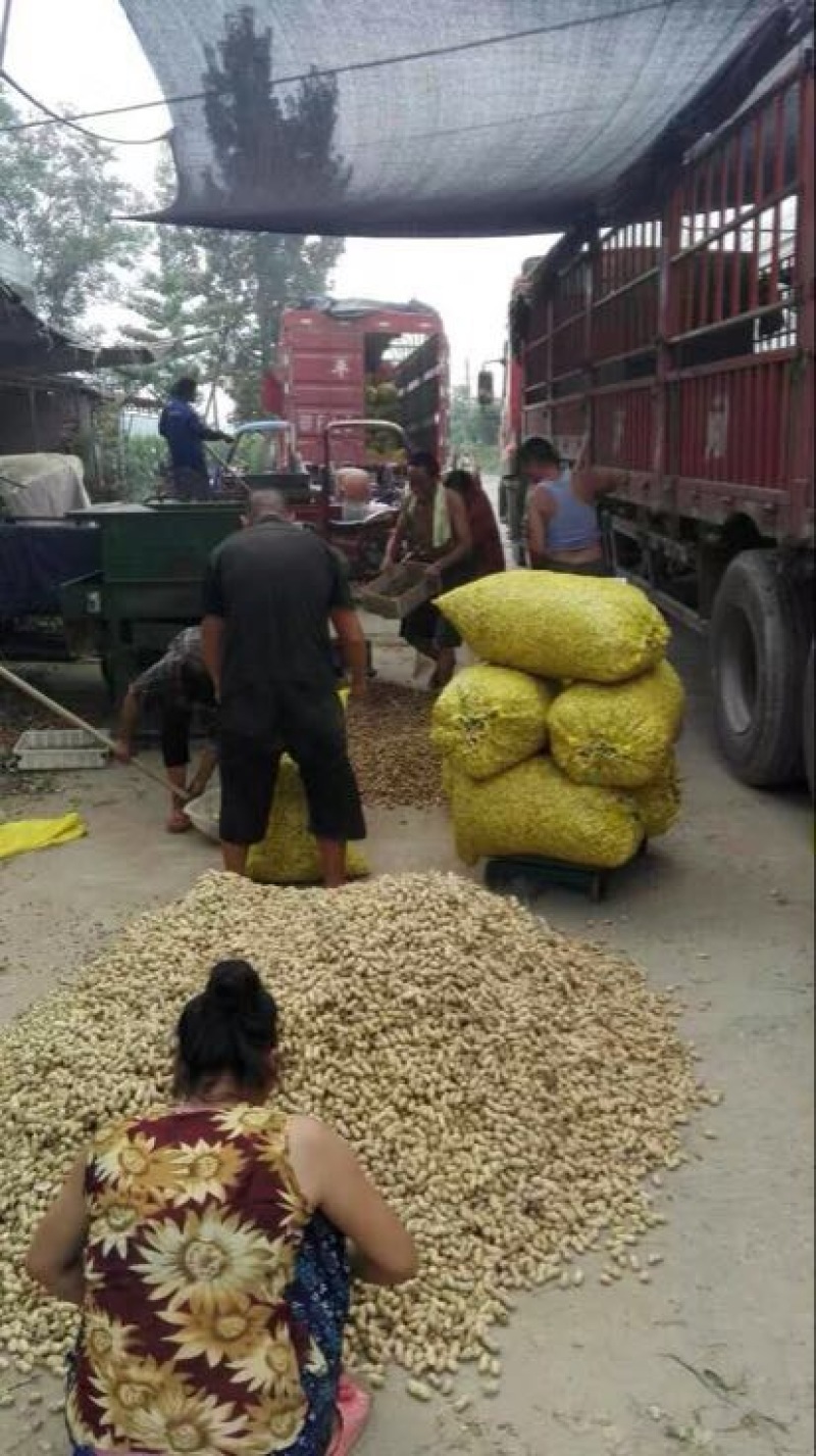 湖北老芦！四粒红鲜花生大量上市中。欢迎全国各地客户选购。