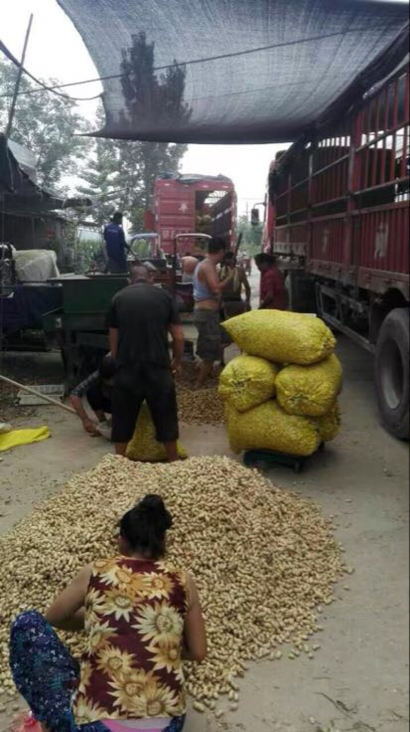 湖北老芦！四粒红鲜花生大量上市中。欢迎全国各地客户选购。