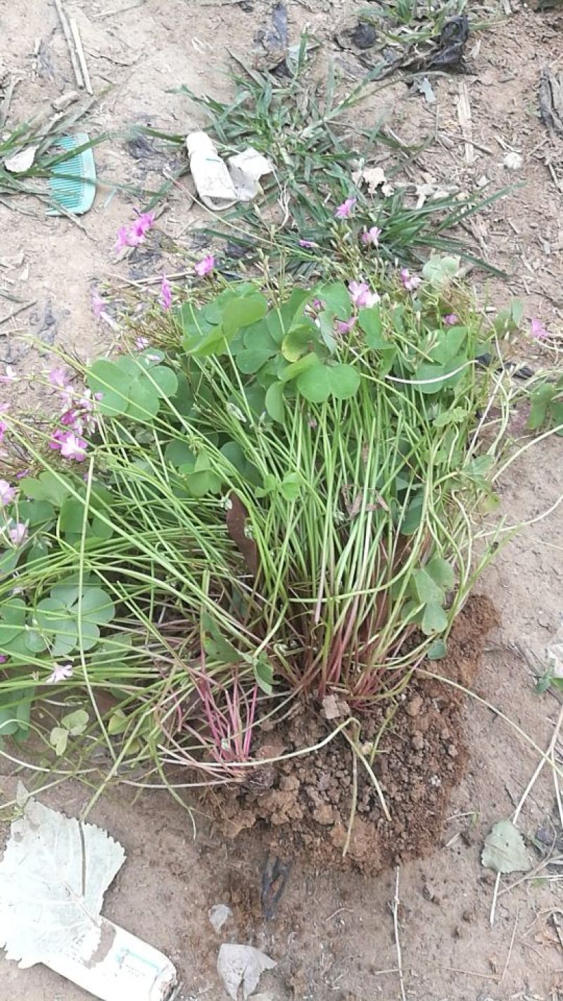 麦冬草