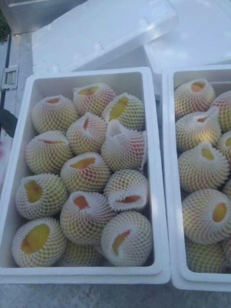 黄金冠黄桃4两以上