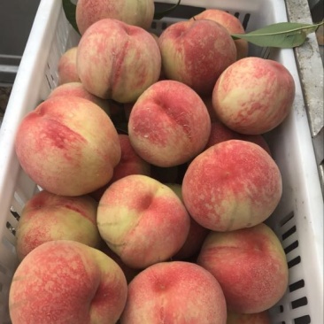 精品红不软桃80mm以上大量上市