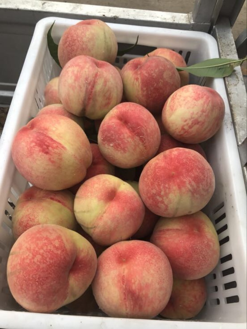 精品红不软桃80mm以上大量上市