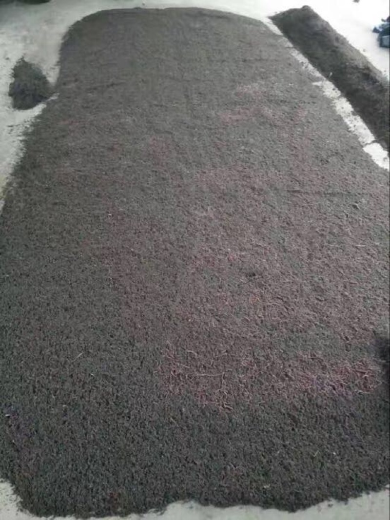 蚯蚓