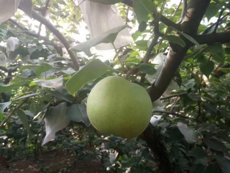 绿宝石梨