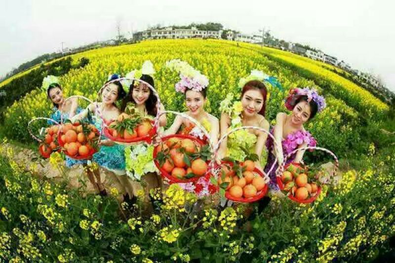菜油一级
