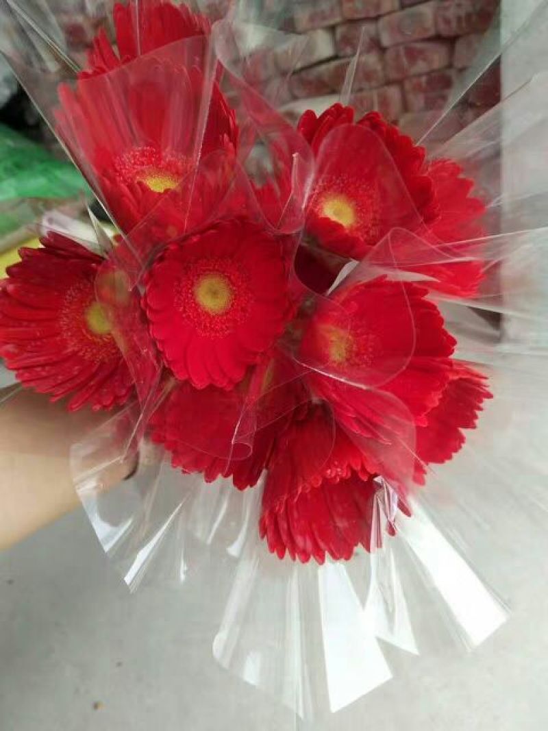 扶郎花