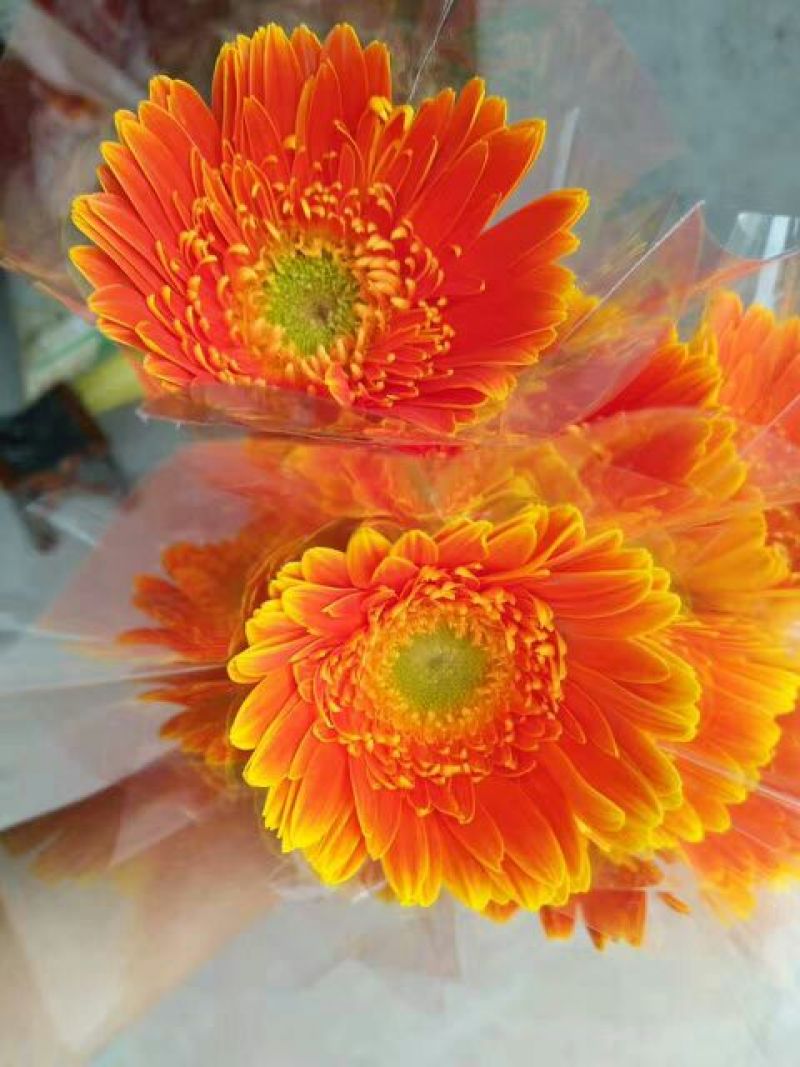 扶郎花